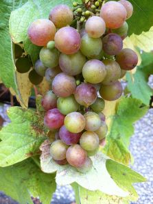 Cluster_with_immature_grapes